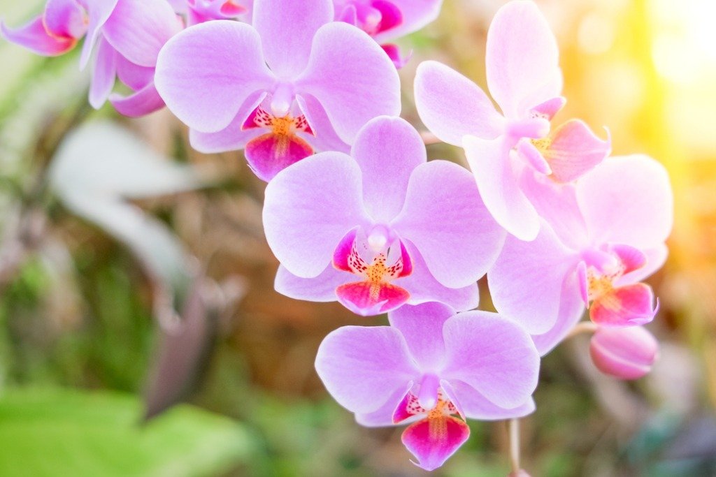 How To Make Your Phalaenopsis Orchids Flower Again And Again